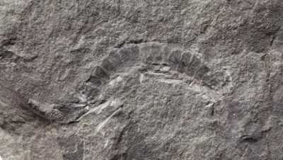 ¡Hallazgo milenario! Encontraron el fósil del insecto más antiguo del mundo