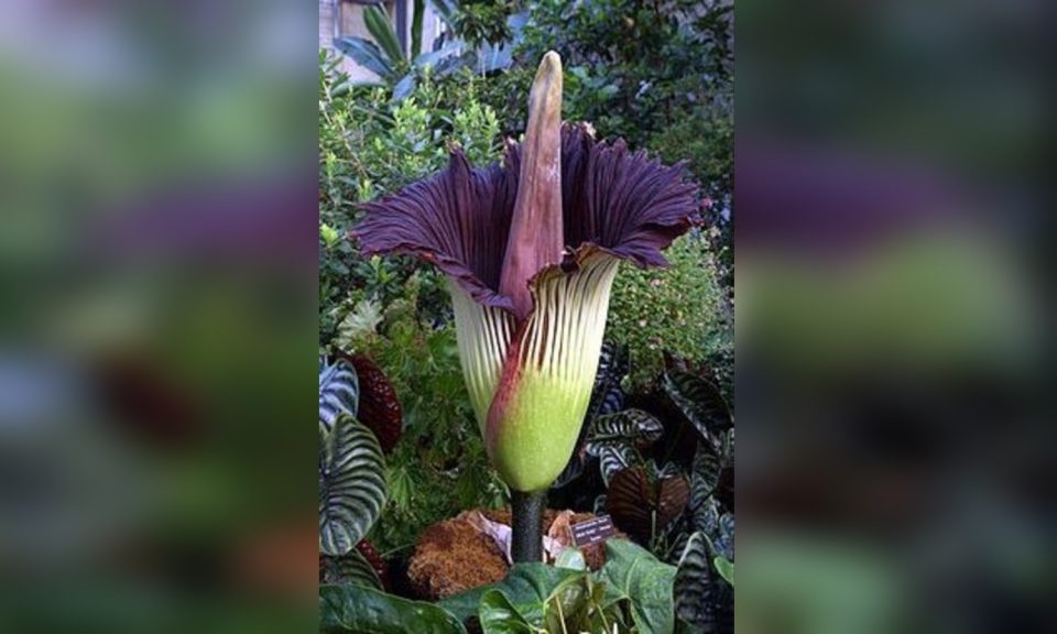 Transmitirán el florecimiento de la “flor cadáver” más grande del mundo