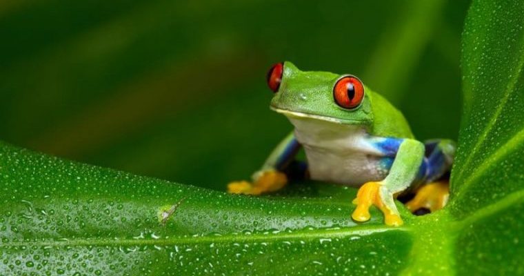 Descubrieron los primeros fósiles de anfibios en la Antártida