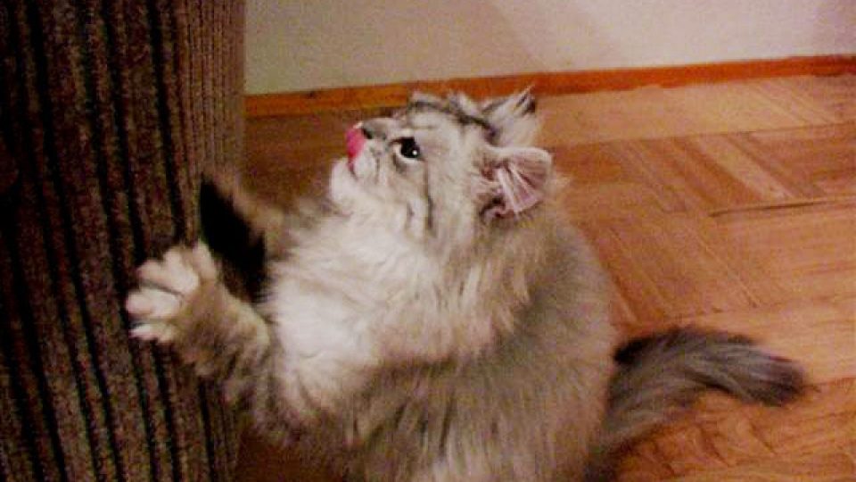 Cuarentena: cómo evitar que tu gato arañe los muebles