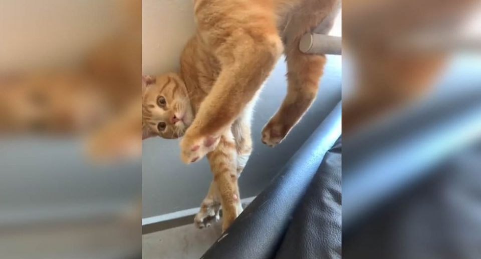 Un gato intentó escapar por la ventana de la casa pero hizo el ridículo