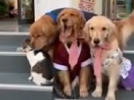 Un gato se negaba a salir en la foto hasta que un perro lo “obligó”