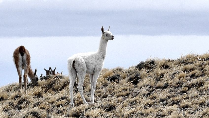 Apareció un guanaco albino en Mendoza