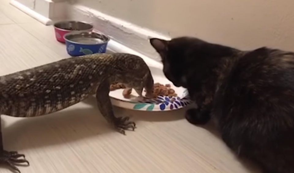 “¿Qué tan increíble es esto?”, un lagarto y un gato compartieron comida y sorprendieron a los usuarios