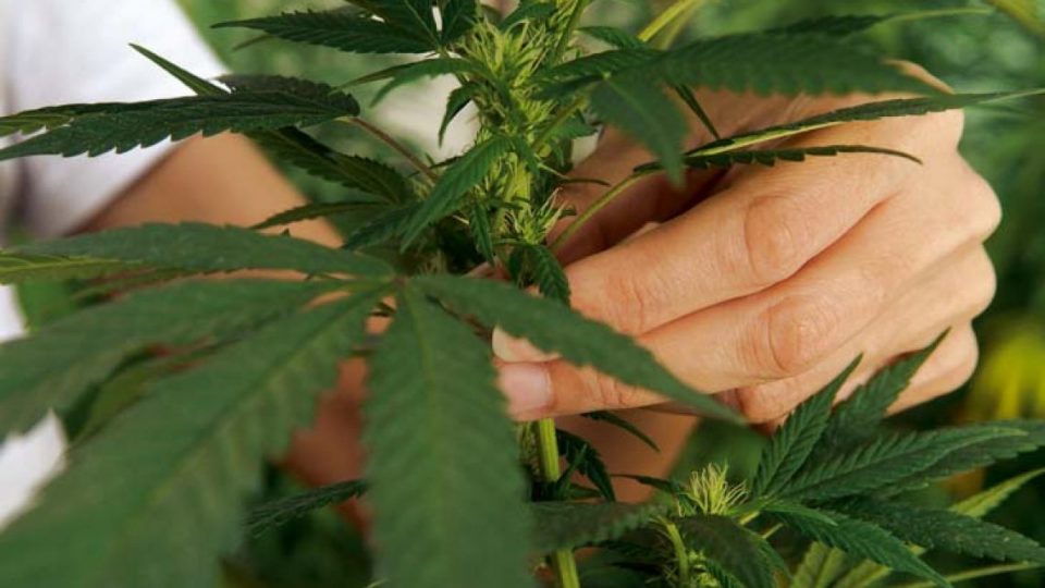 Creció una planta de marihuana en la tribuna de un estadio y estallaron las redes