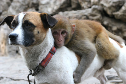 La superadora historia de amistad entre un perro y un mono