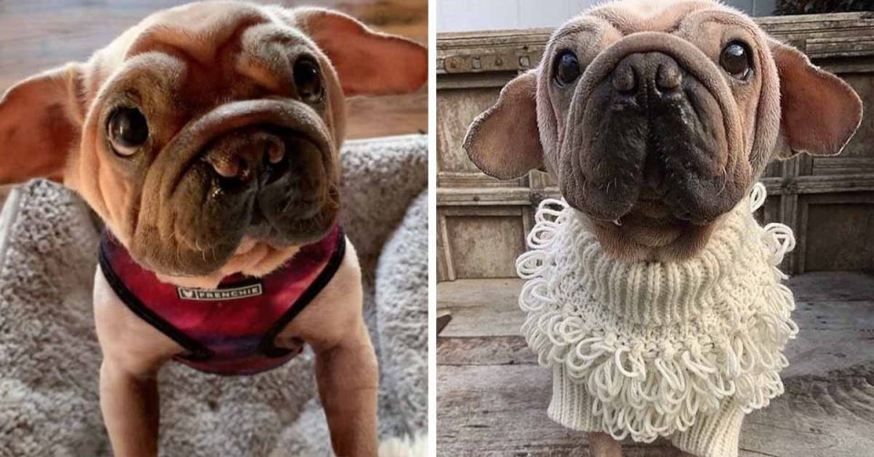 Mork, el perro que se volvió viral por su increíble parecido al bebé Yoda