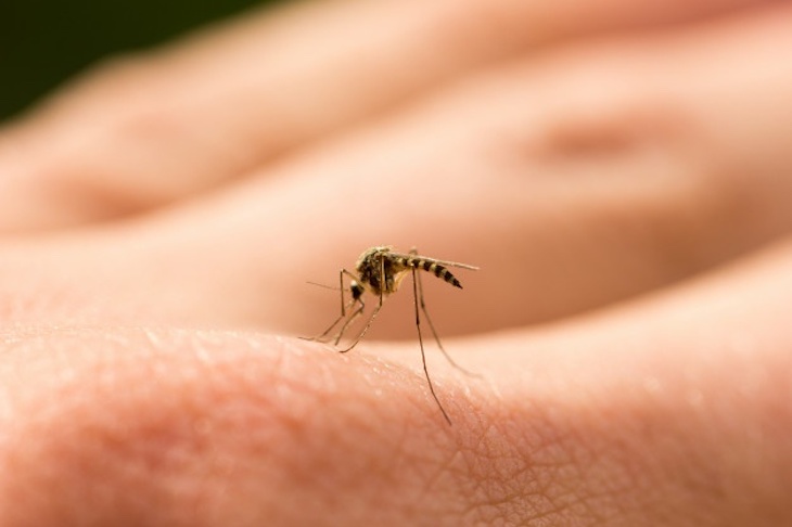 Alerta por el “mosquito tigre”: tiene cuatro veces el tamaño normal y es capaz de transmitir 22 tipos de virus