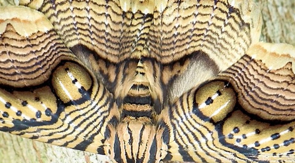 Graban un extraño insecto con “ojos de tigre” en sus alas