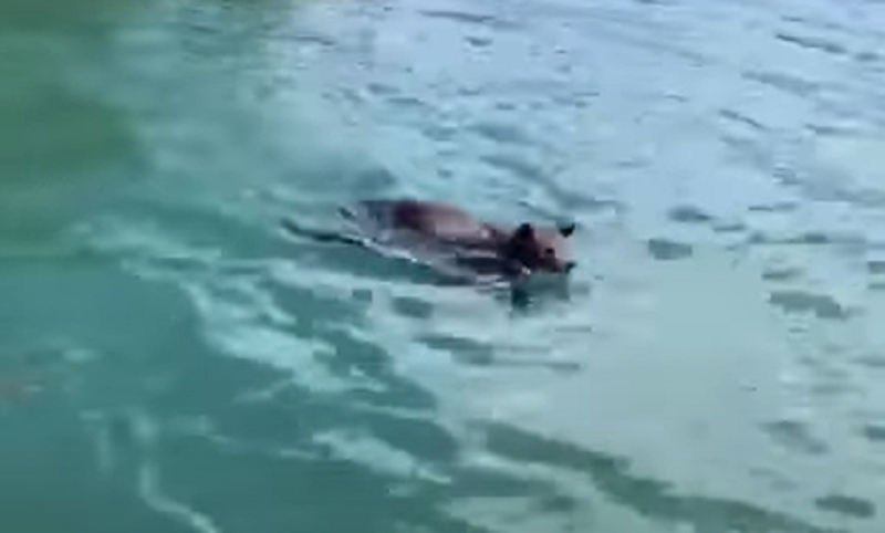 El conmovedor rescate de una osa a su cachorro, salvándolo de que se ahogue