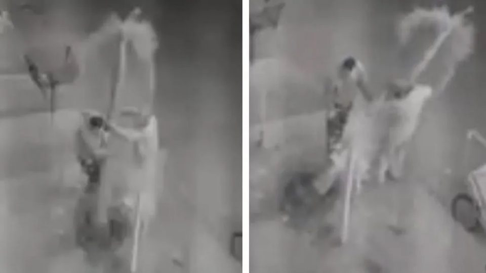 Video: aprovecharon las calles vacías por la cuarentena y se robaron una palmera