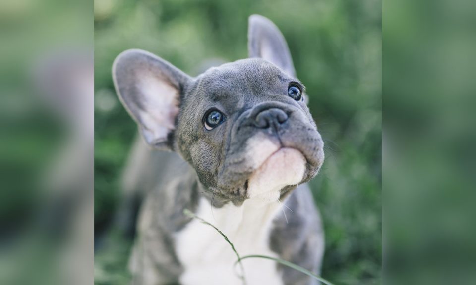 Un hombre quiso comprar un cachorro, lo estafaron y vivió una pesadilla