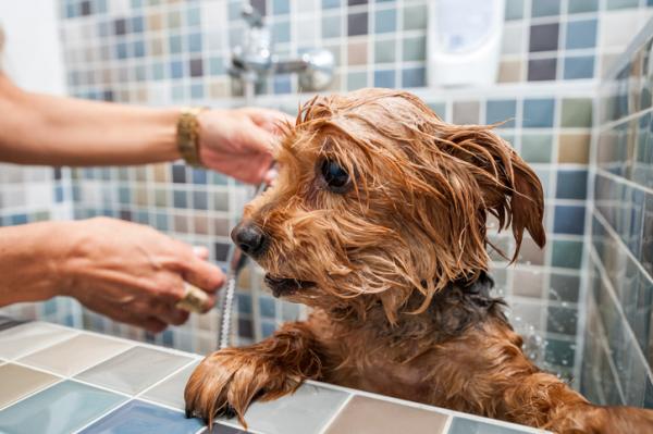 Cuarentena: cómo cortar correctamente el pelo de las mascotas