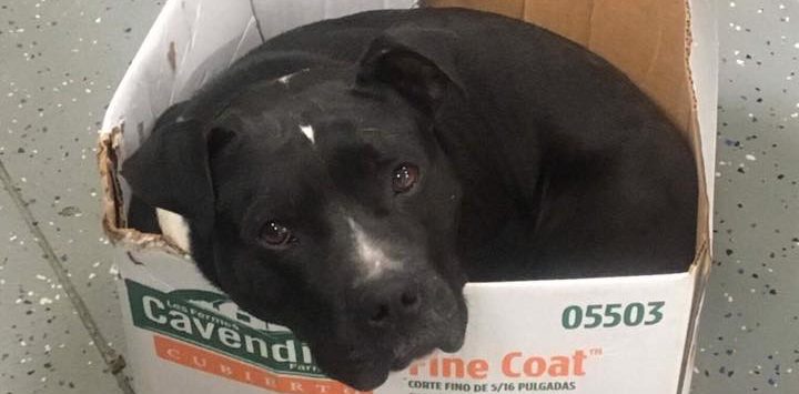 La viral historia de un perro que sólo duerme en cajas de cartón