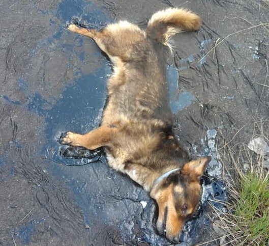 Rescatistas lograron salvar a un perro de una “trampa” de alquitrán