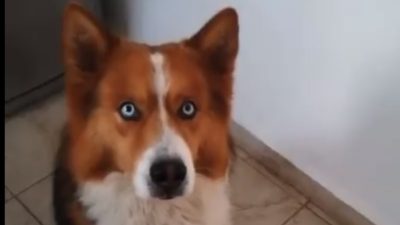 Furor en las redes por un perro que obedece a su dueño y ladra en voz baja