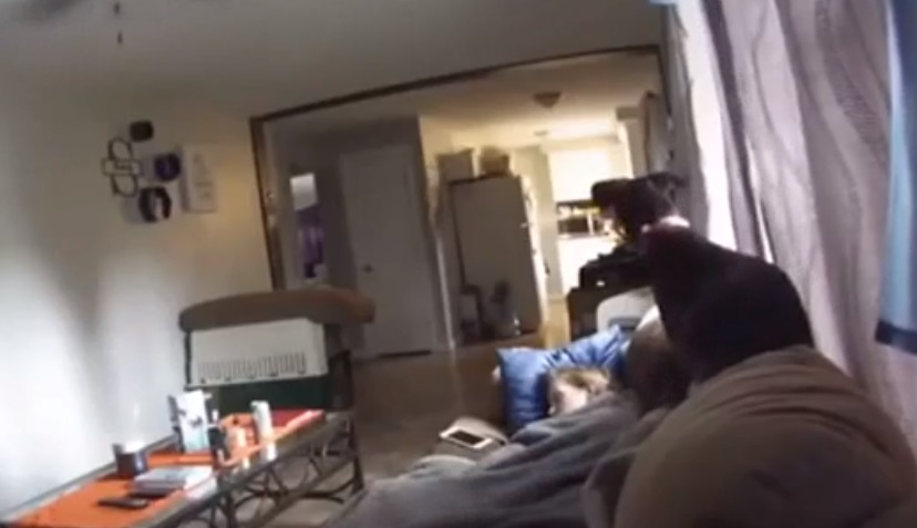 Video: el escalofriante momento en que un perro detecta la presencia de un fantasma