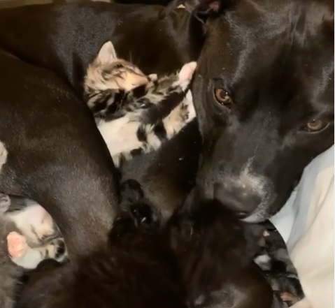 Conmovedor: un perro que fue brutalmente maltratado ahora cuida a gatitos recién nacidos