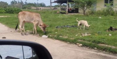 Video: un perro “paseó” a una vaca para que se alimente en un pastizal