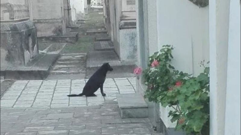 Perro se pasea entre las tumbas de un cementerio y asusta por su extraño comportamiento