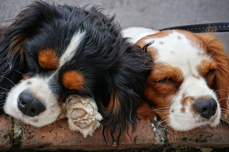 Cuál es la historia detrás de la foto de los “perros hermanos” que se abrazan