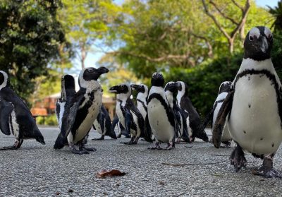 Un zoológico sacó a pasear a los pingüinos para que no se aburran
