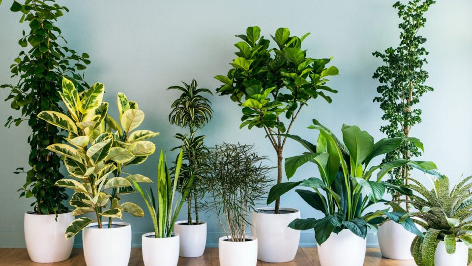 Qué plantas son ideales para combatir moscas y cucarachas