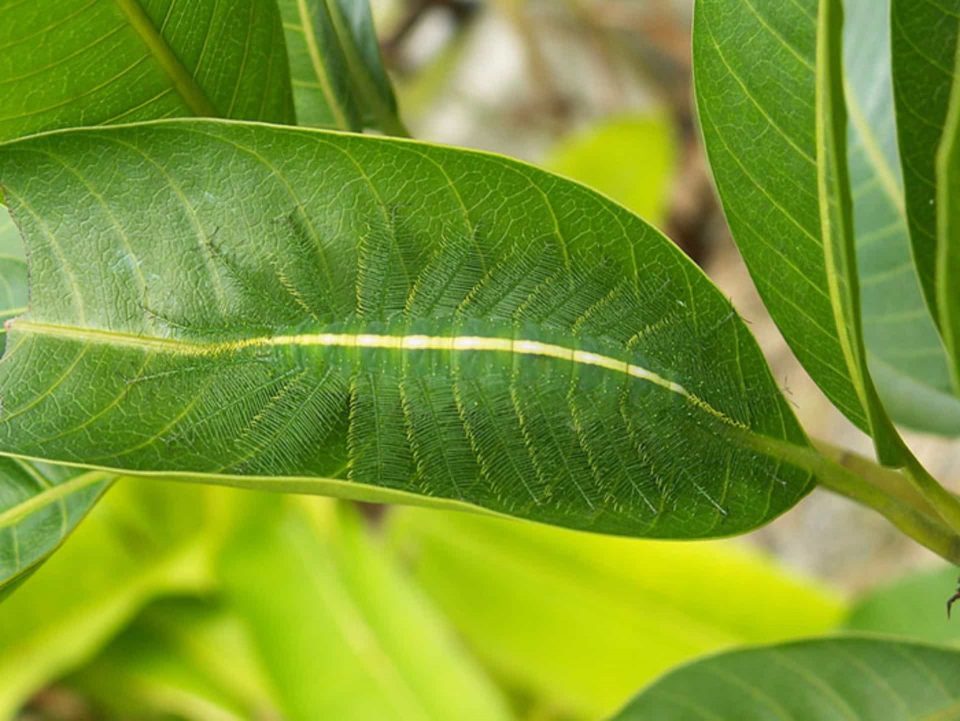 ¿Dónde está la oruga camuflada?”: el (complicadísimo) reto viral que sacudió a las redes