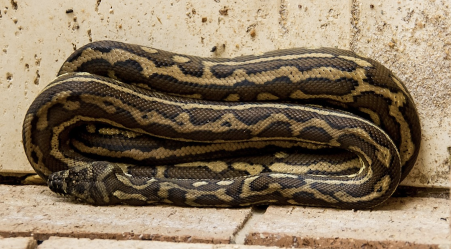 Captaron a una serpiente pitón devorando a un murciélago: “El desafío que enfrentan al tratar de tragarlo”