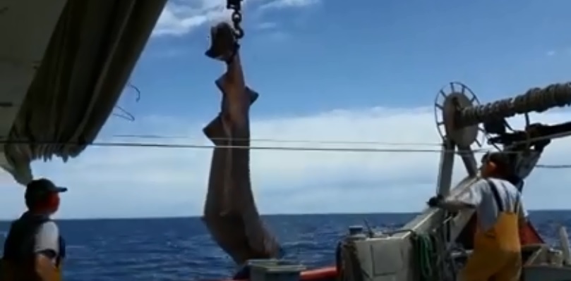 Desde un barco pesquero devolvieron al mar a un atemorizante tiburón de más de 300 kilos