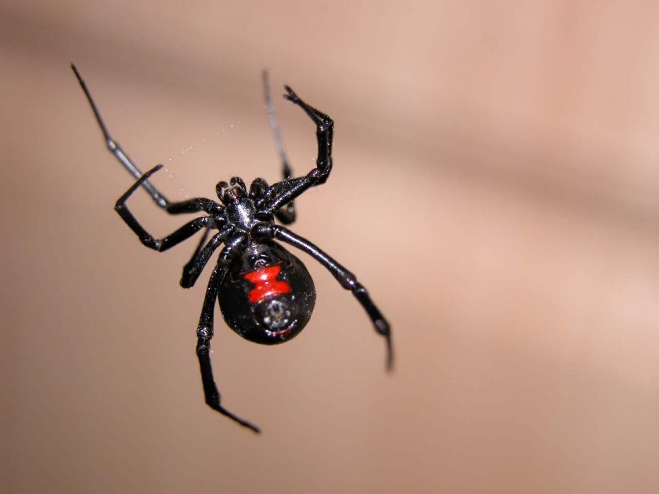 Tres niños se dejaron picaron por una viuda negra para convertirse en el Hombre Araña