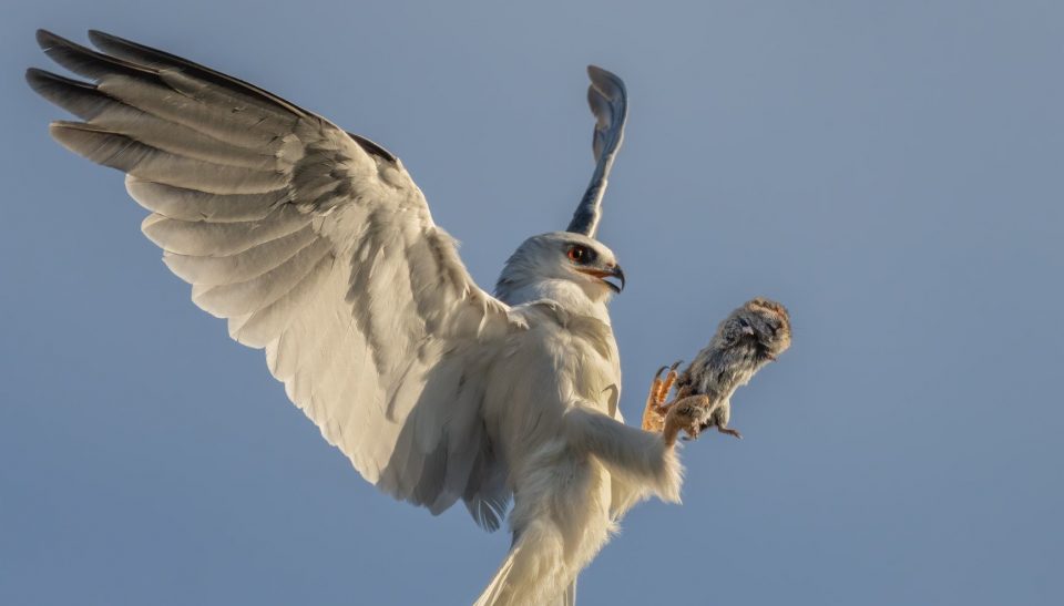 Captaron a un halcón pasándose la comida con otro en pleno vuelo