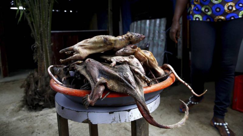 Descubren un alto índice de ratas infectadas con coronavirus en restaurantes de Vietnam