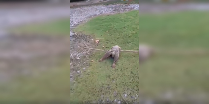 Grabó a un animal casi alienígena en su patio y su ensordecedor alarido: “¿Alguien sabe qué animal es?”