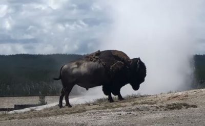 Un bisonte se quedó inmutable ante la erupción de un géiser