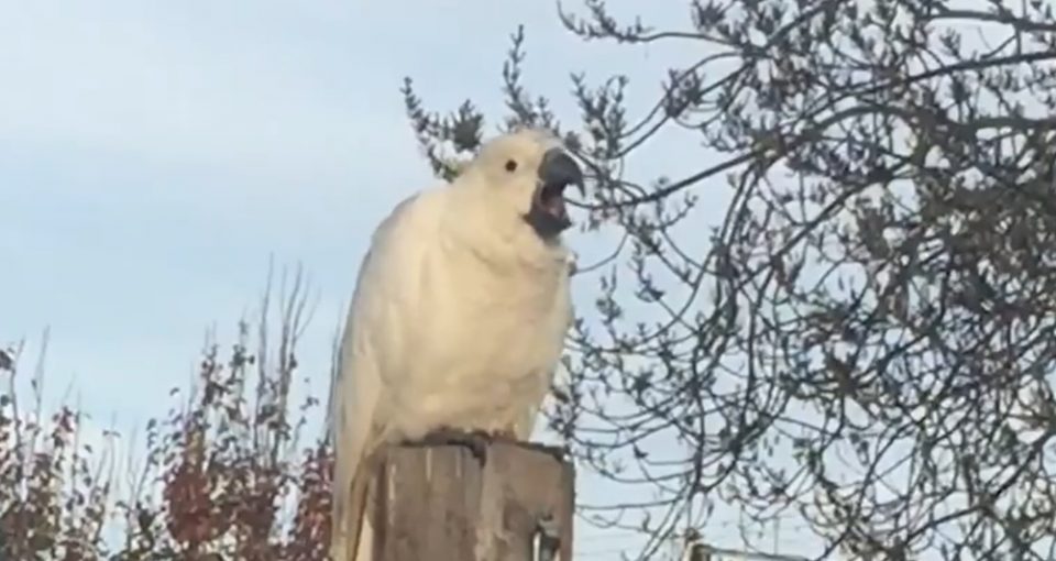 El grito de una cacatúa que se volvió viral por su similitud al de un dinosaurio