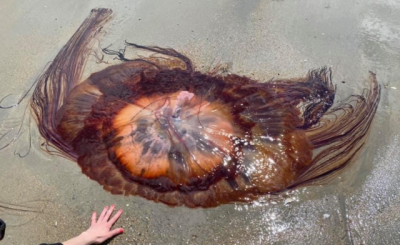 Aparecieron gigantescas medusas “melena de león” y hay preocupación