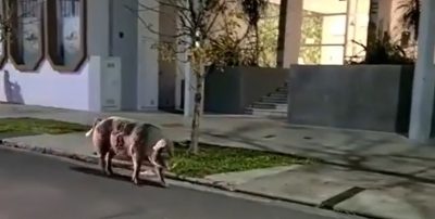 Video: un cerdo “rompió la cuarentena” y deambuló por las calles