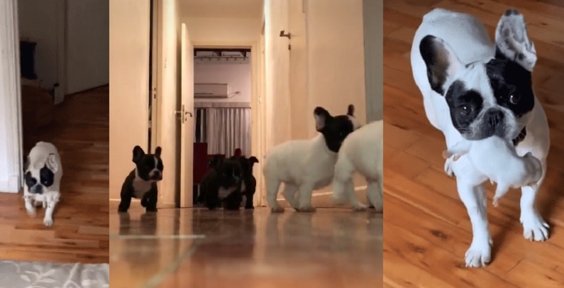 “El orgullo de mamá”, una perrita llevó a su hija a la cama de la familia para que la cuiden