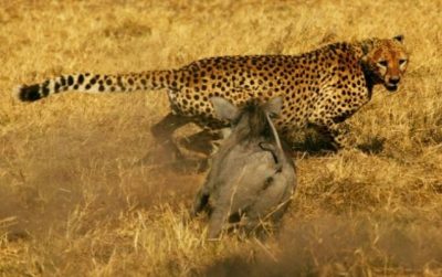 Video: una manada de jabalíes verrugosos espantó a un guepardo