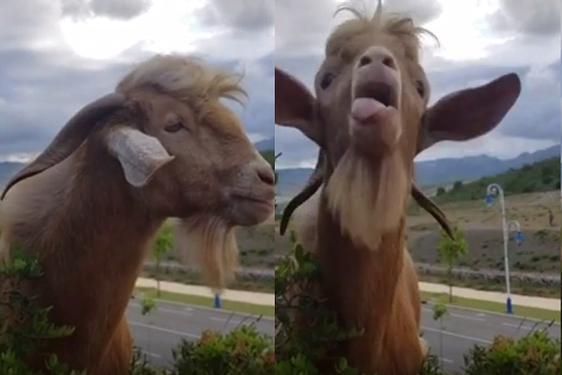 El hilarante “diálogo” entre un granjero y su cabra: “Una conexión especial”