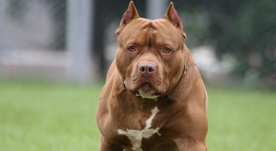 Dos pitbull mataron a un delincuente que entró a robar en una casa