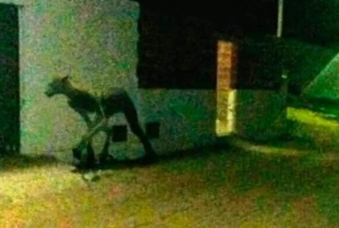 Los desgarradores gritos del “almamula” causan temor en Tucumán