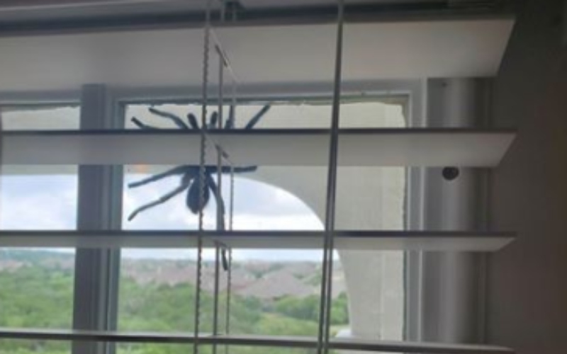 Una tarántula “bestia” apareció en la ventana de una casa: “Era del tamaño de una mano”