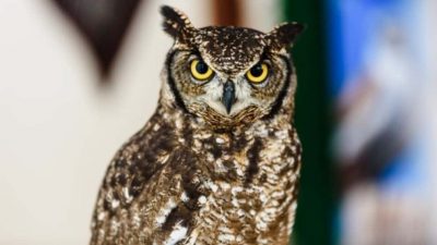 El sorprendente búho que no puede volar, pero aprendió a maullar como un gato