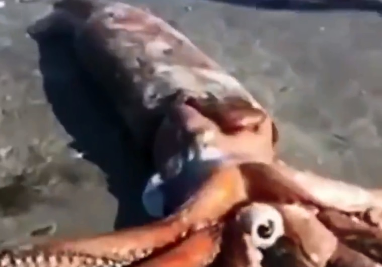 Encontraron el cuerpo de un (impresionante) calamar gigante en las costas de Sudáfrica