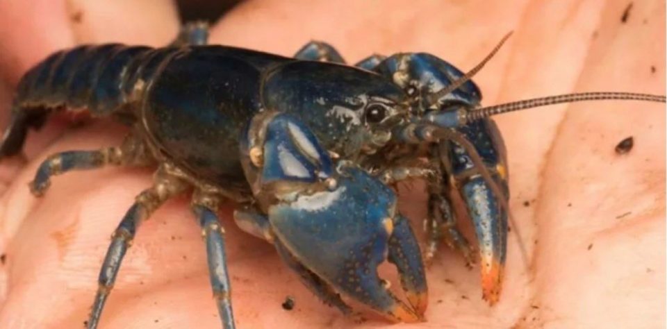 Hallaron un excéntrico cangrejo azul después de 45 años de búsqueda