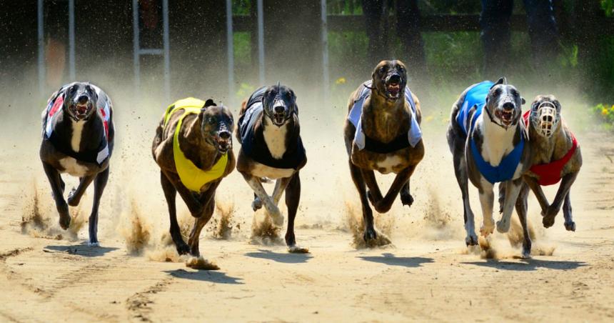 Permiten que tres perros tengan su propia abogada durante un juicio por maltrato
