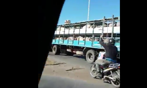 Video: chancho “travieso” escapó del camión que lo transportaba y se salvó de milagro
