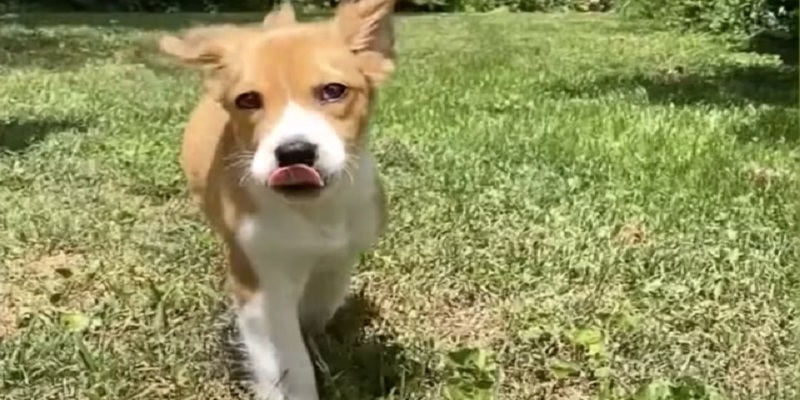 El adorable cachorro con discapacidad que es furor en redes